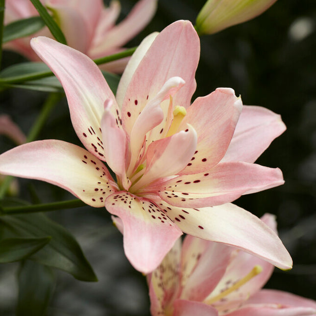 Asiatlilja-Lilium Elodie 2-pack